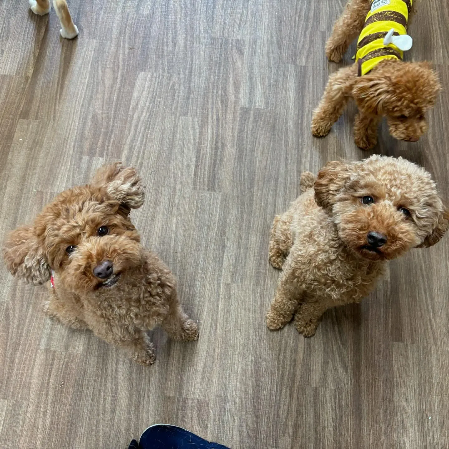 入会頂いたココくんとレオくんです🐶🐶