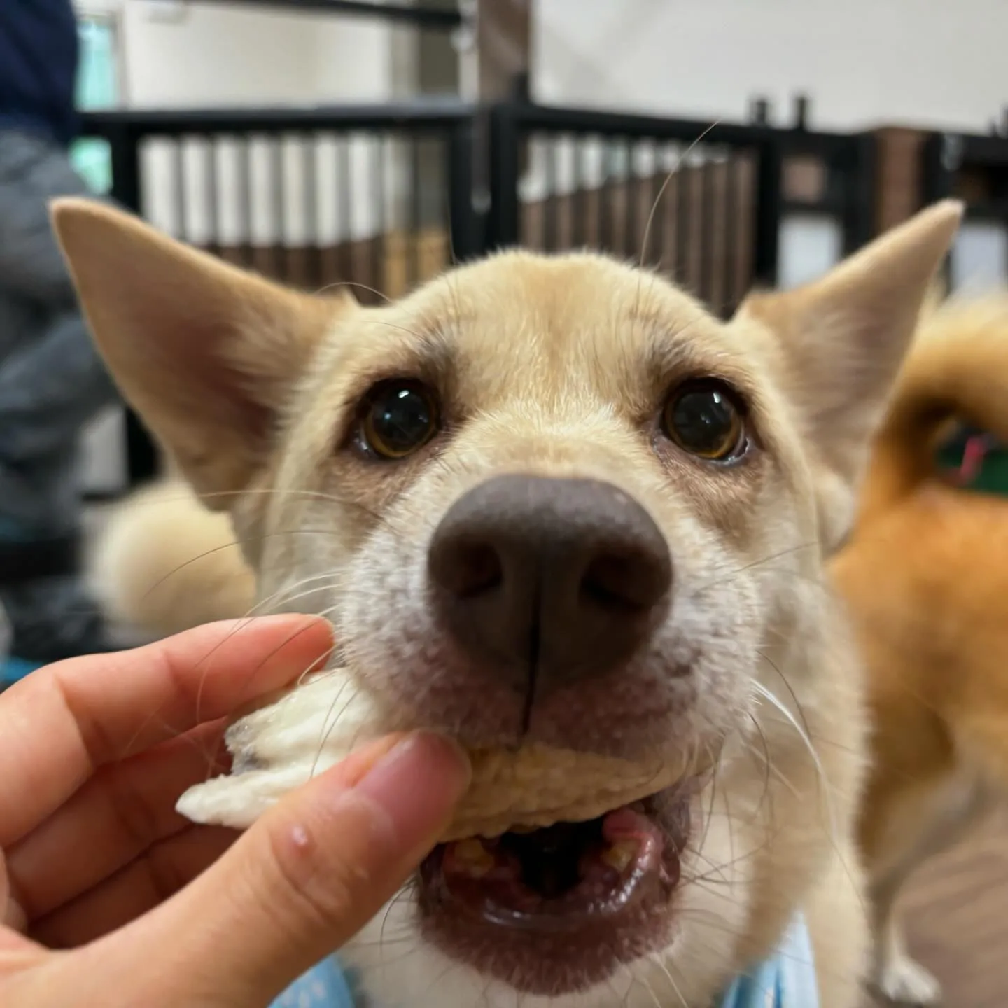 今日は丸山町にある犬の歯磨きサロン「ケアホワイト」さんと打ち...