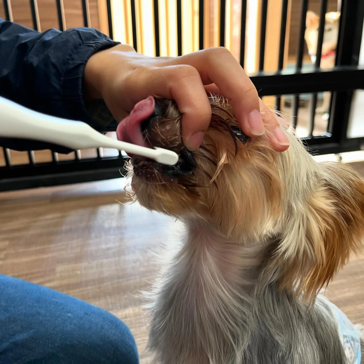 今日は丸山町にある犬の歯磨きサロン「ケアホワイト」さんと打ち...