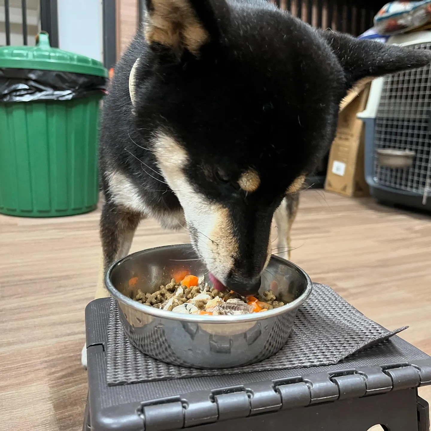 今日は丸山町にある犬の歯磨きサロン「ケアホワイト」さんと打ち...