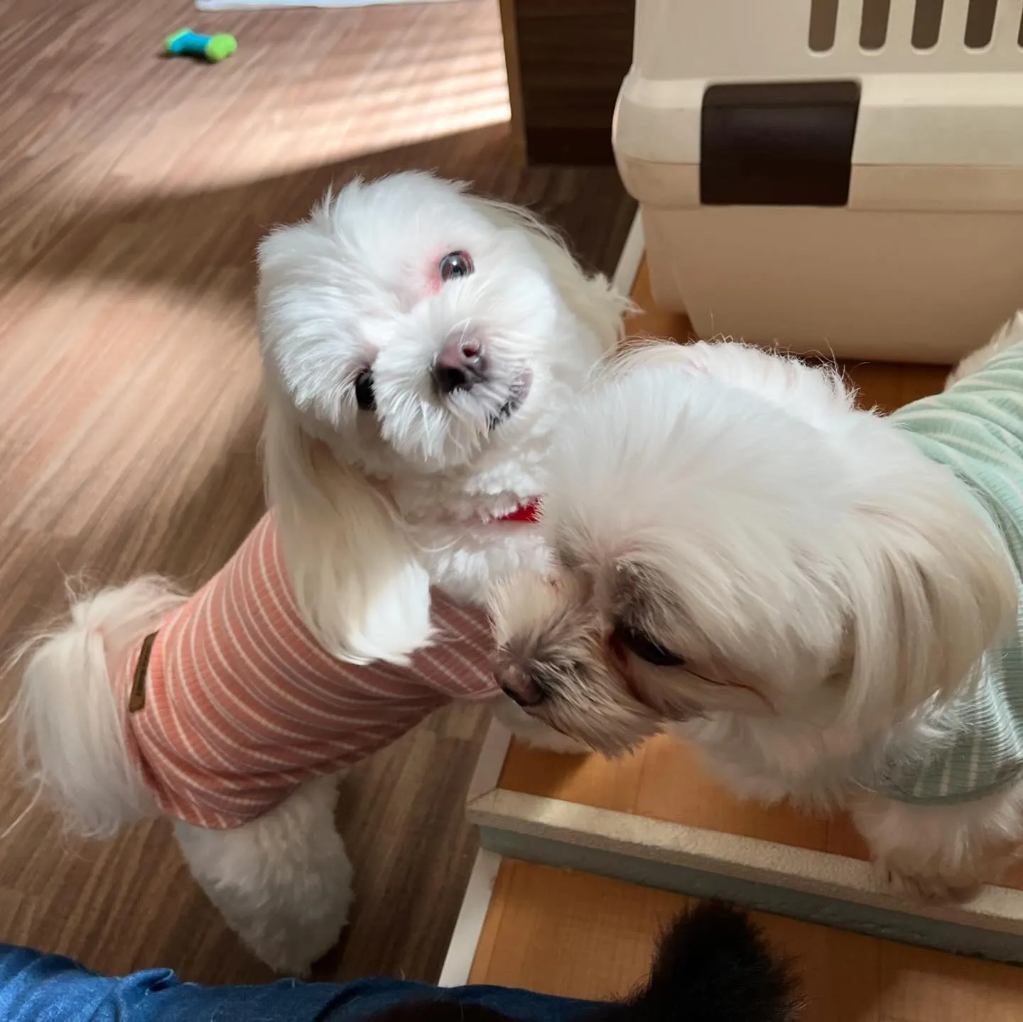 今日は丸山町にある犬の歯磨きサロン「ケアホワイト」さんと打ち...