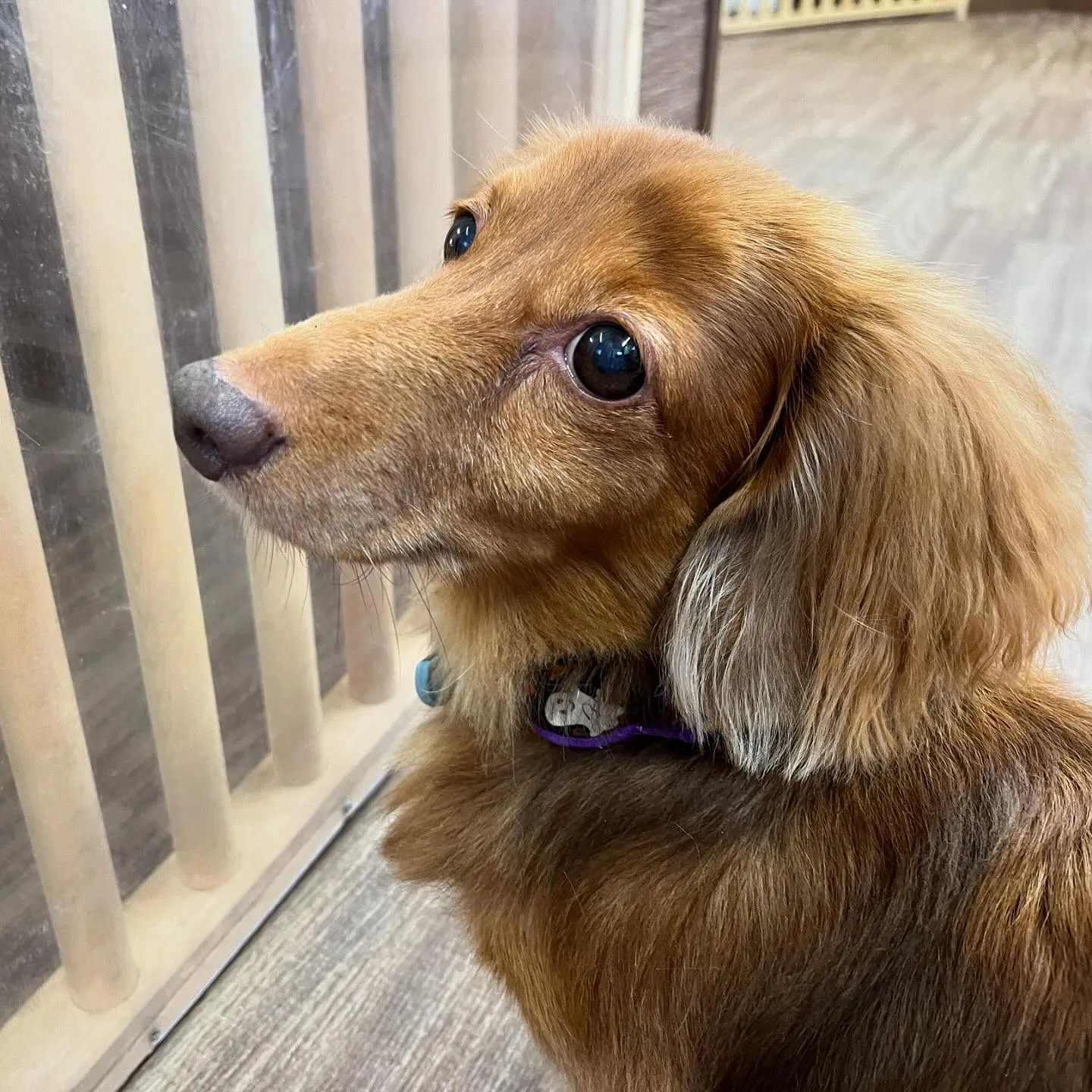 今日は丸山町にある犬の歯磨きサロン「ケアホワイト」さんと打ち...