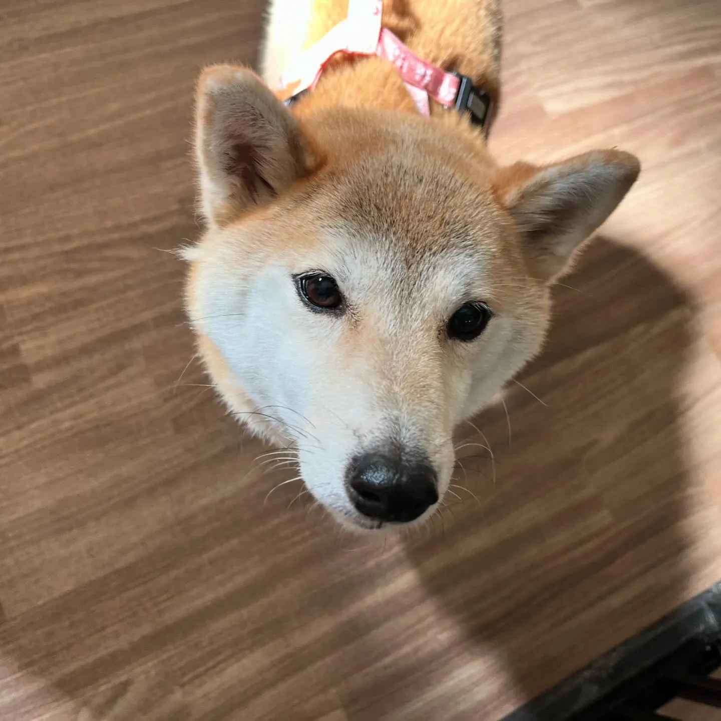 今日は丸山町にある犬の歯磨きサロン「ケアホワイト」さんと打ち...