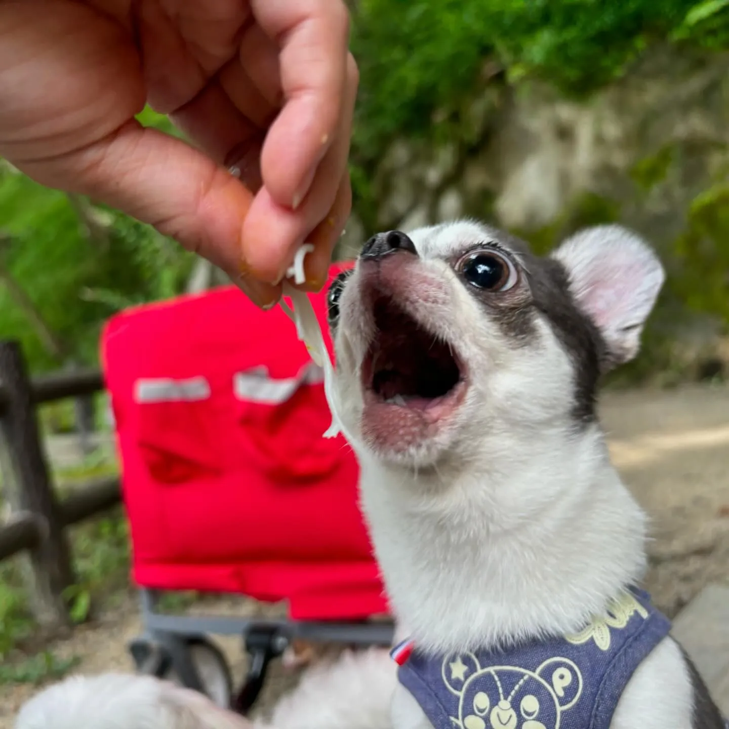 昨日は夏の遠足イベント開催日でした🎶