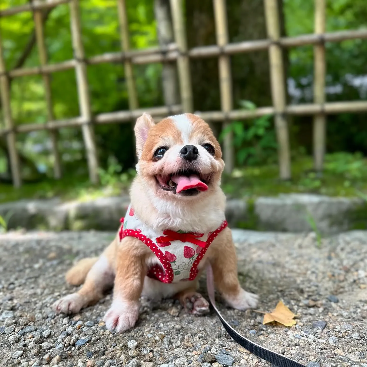 昨日は夏の遠足イベント開催日でした🎶