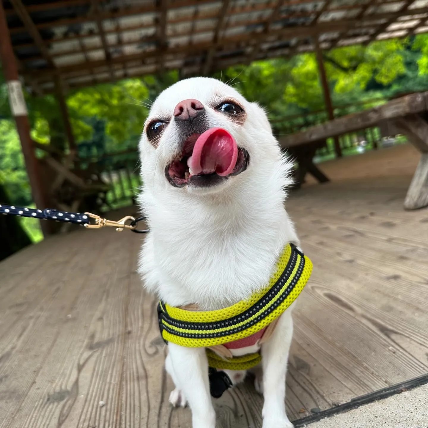 昨日は夏の遠足イベント開催日でした🎶