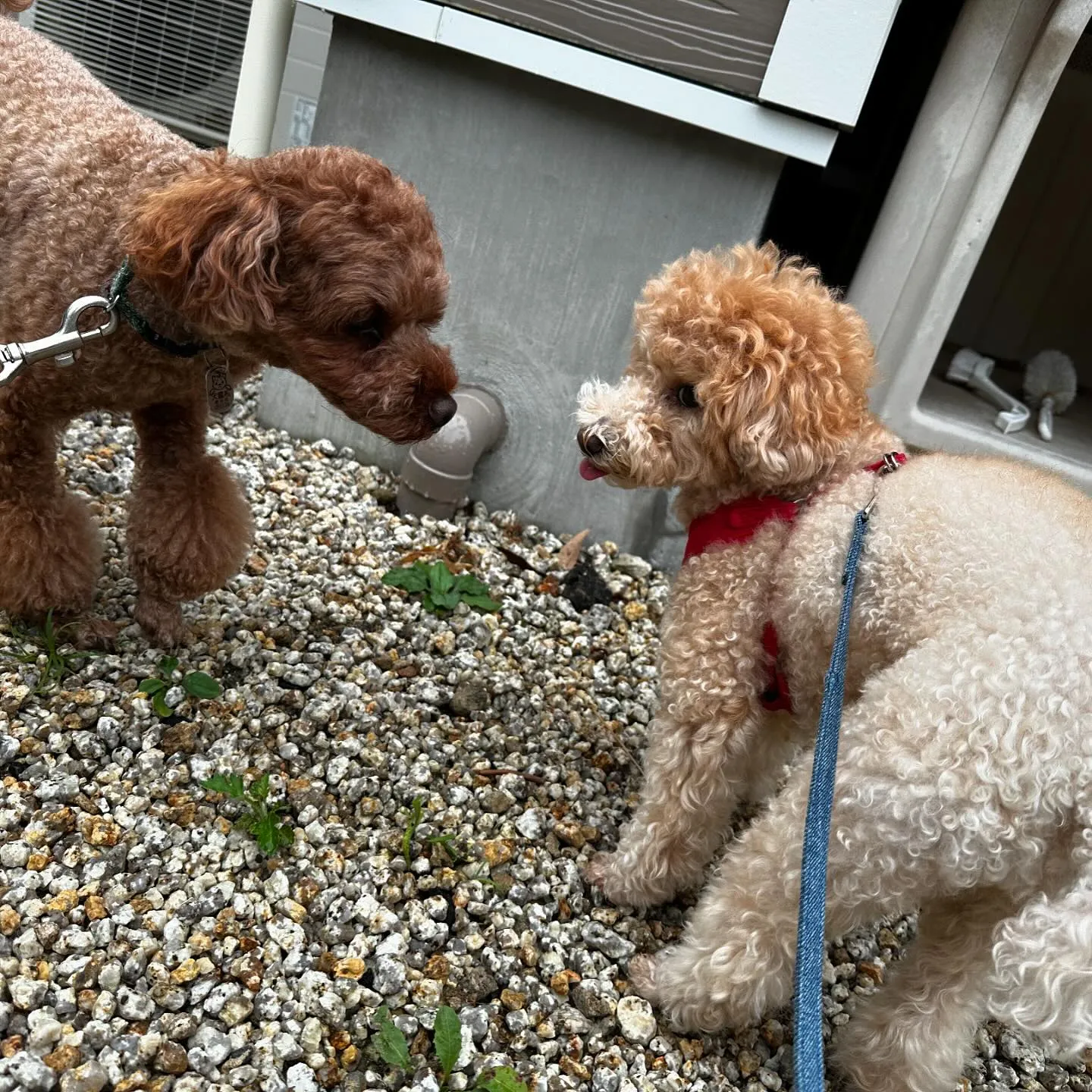 入会してくれたくるみちゃんです💖