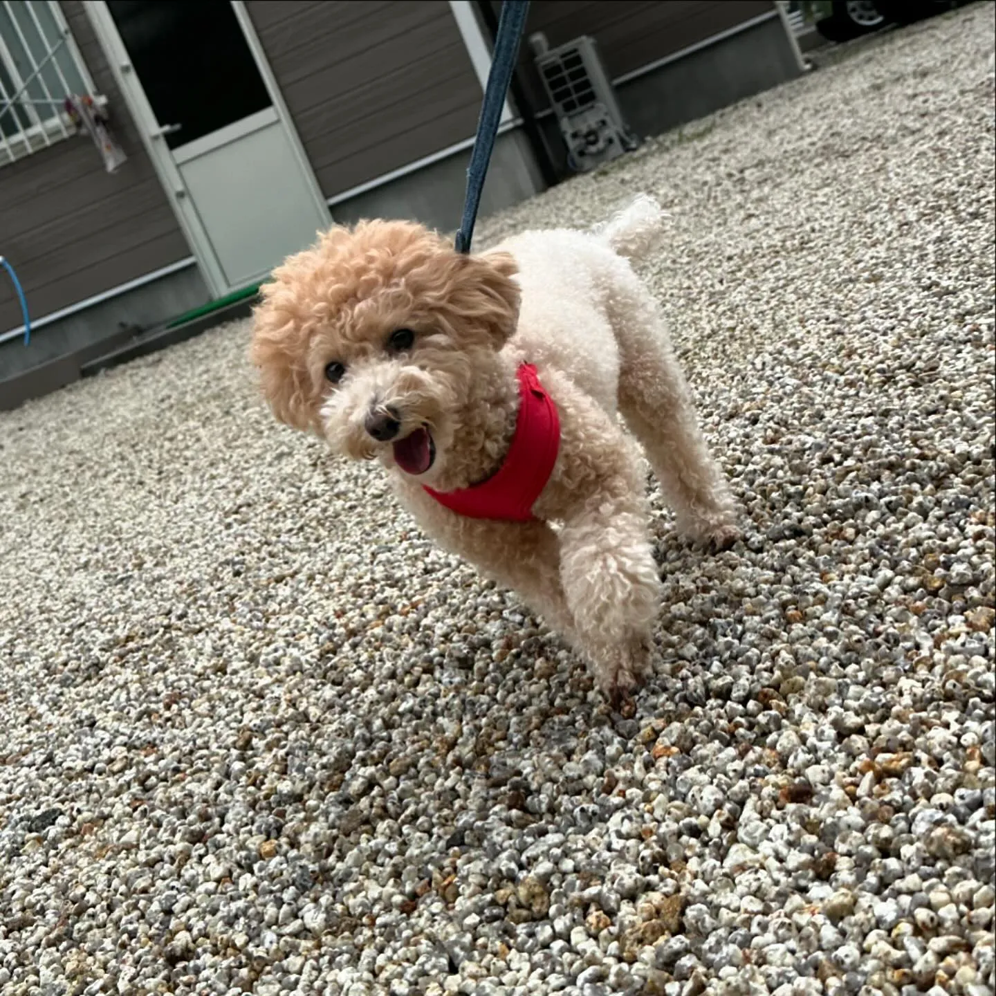 入会してくれたくるみちゃんです💖