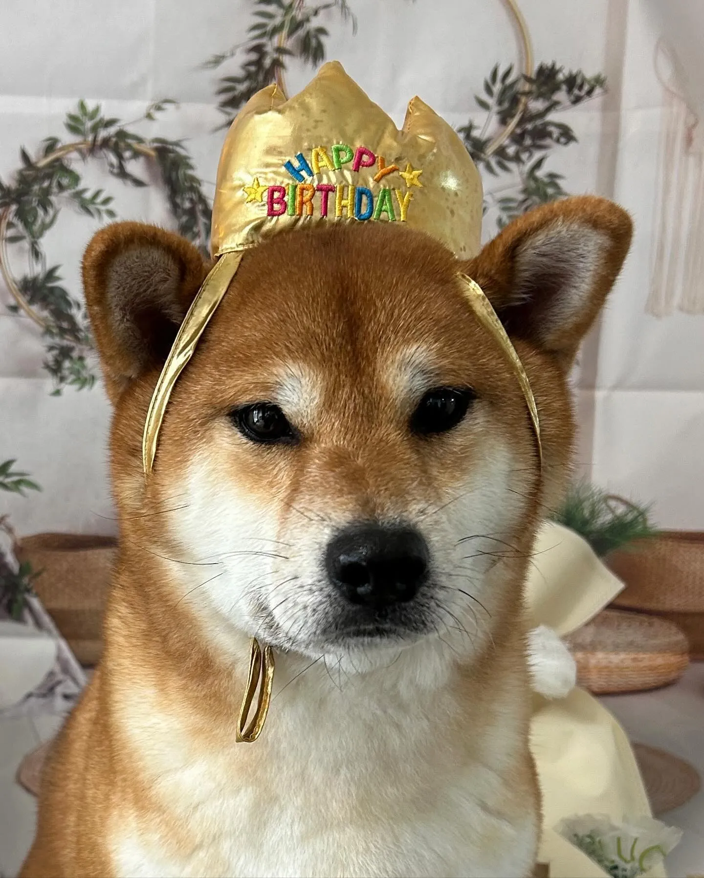 今日はおまめくんのお誕生日です🎂