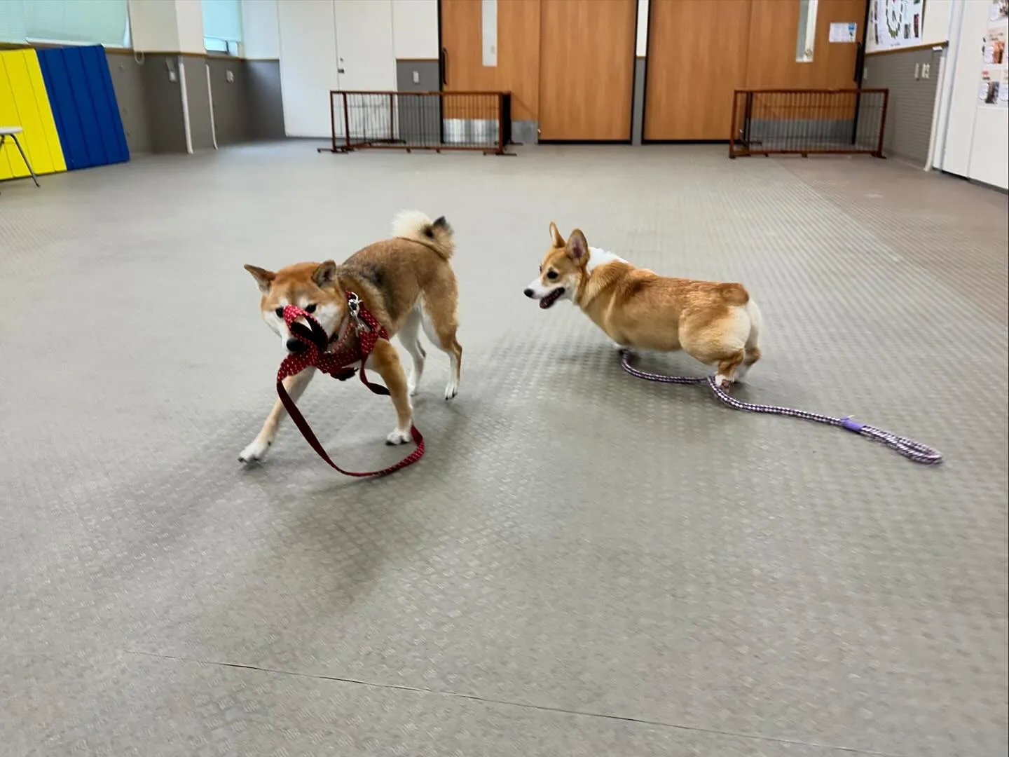 先日、専門学校の講師会に行ってきました🏫