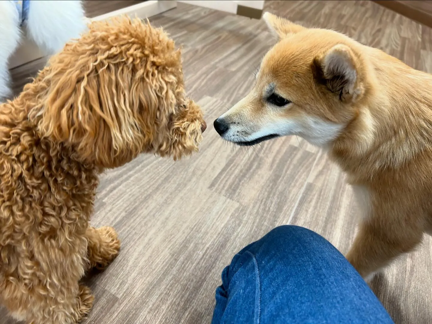 入会してくれたふくくんです💖