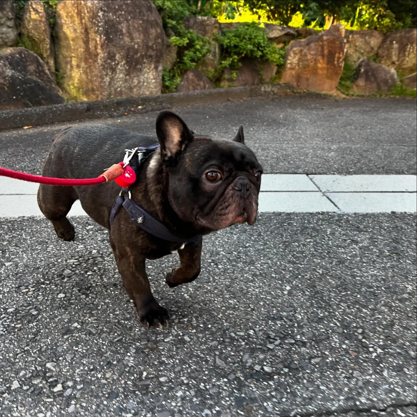 入会してくれたごろうまるくんです😊