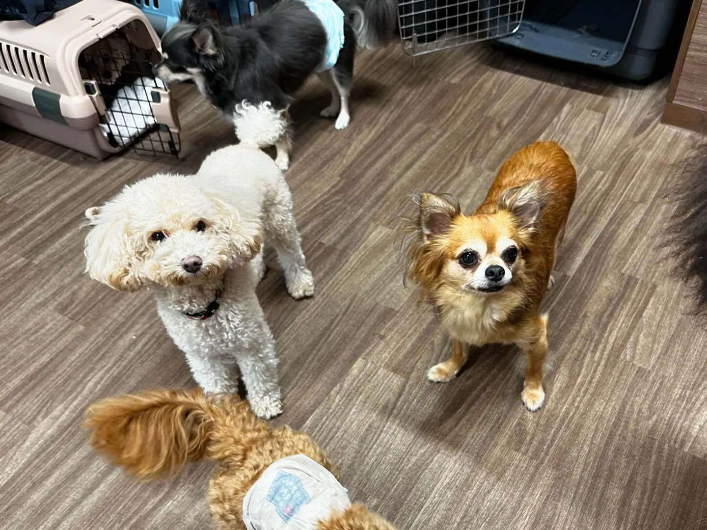 お盆休業日が終わり、今日から通常営業となっております🐾