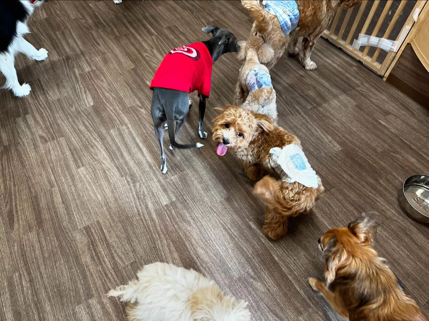 お盆休業日が終わり、今日から通常営業となっております🐾