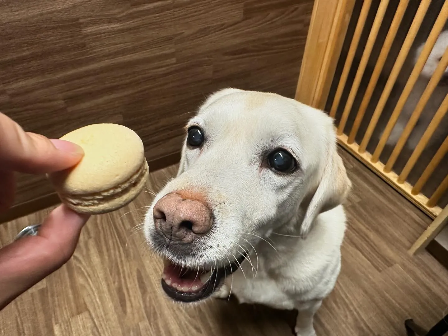 今日はなつの11歳のお誕生日です㊗️✨️