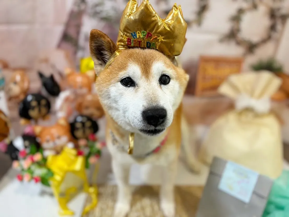 今日は飛鳥くん、雪丸くん兄弟の14歳のお誕生日です🎂