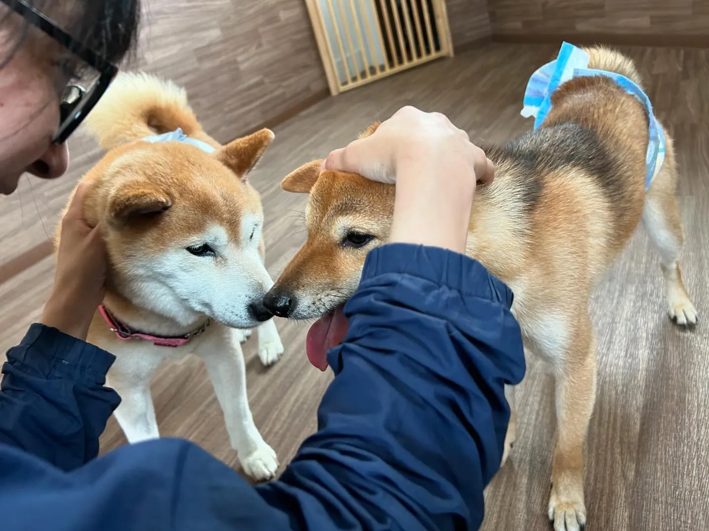 今日は飛鳥くん、雪丸くん兄弟の14歳のお誕生日です🎂