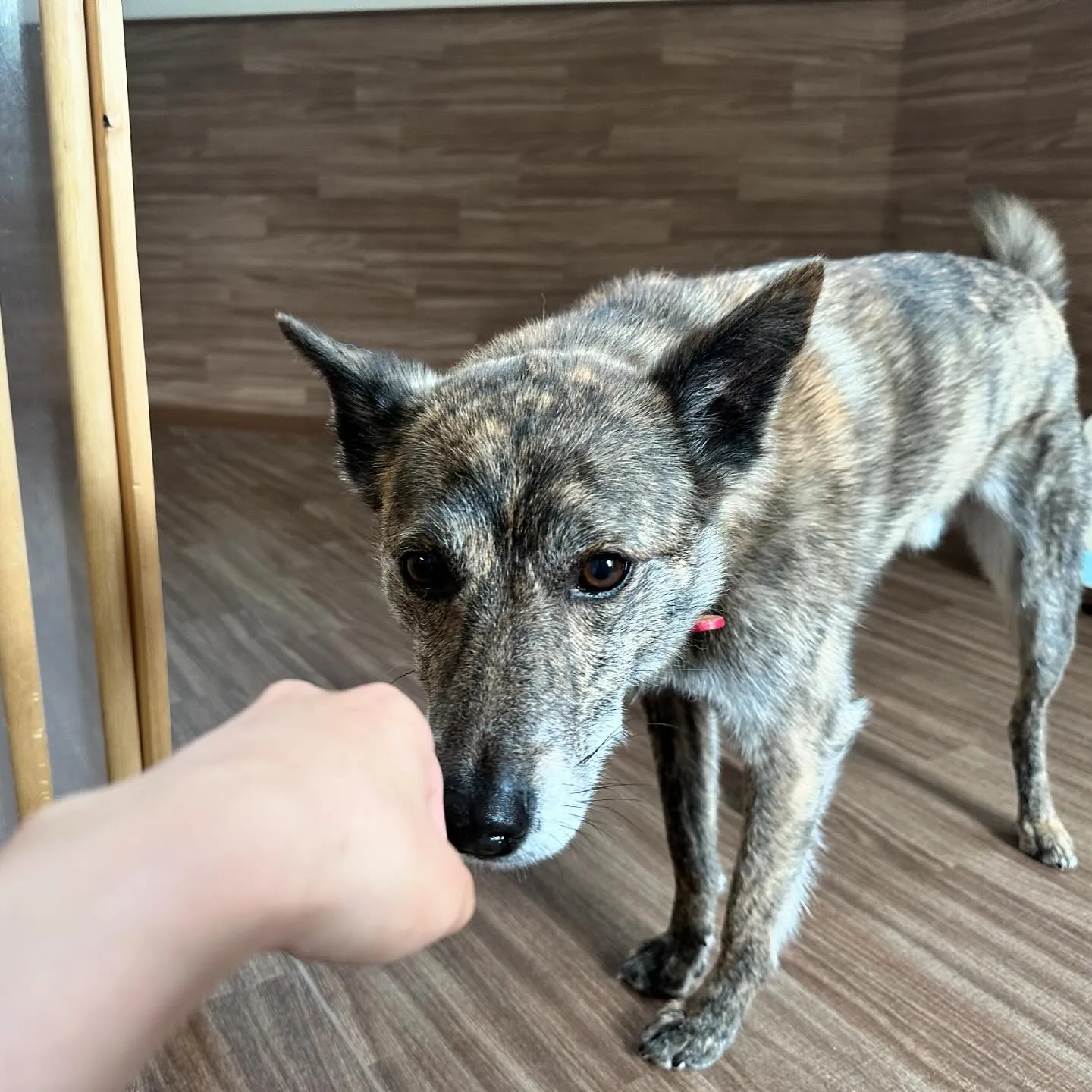 入会してくれた甲斐くんです🐾