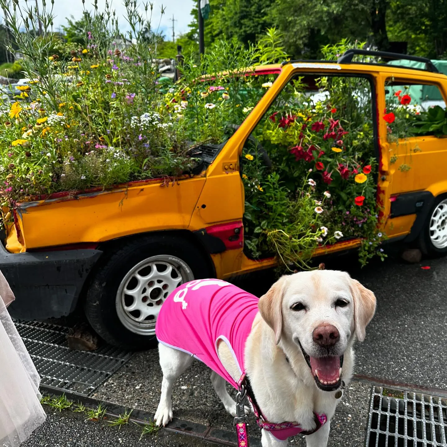 7月にスタッフ犬のなつを連れて旅行に行った時の動画第一弾をY...