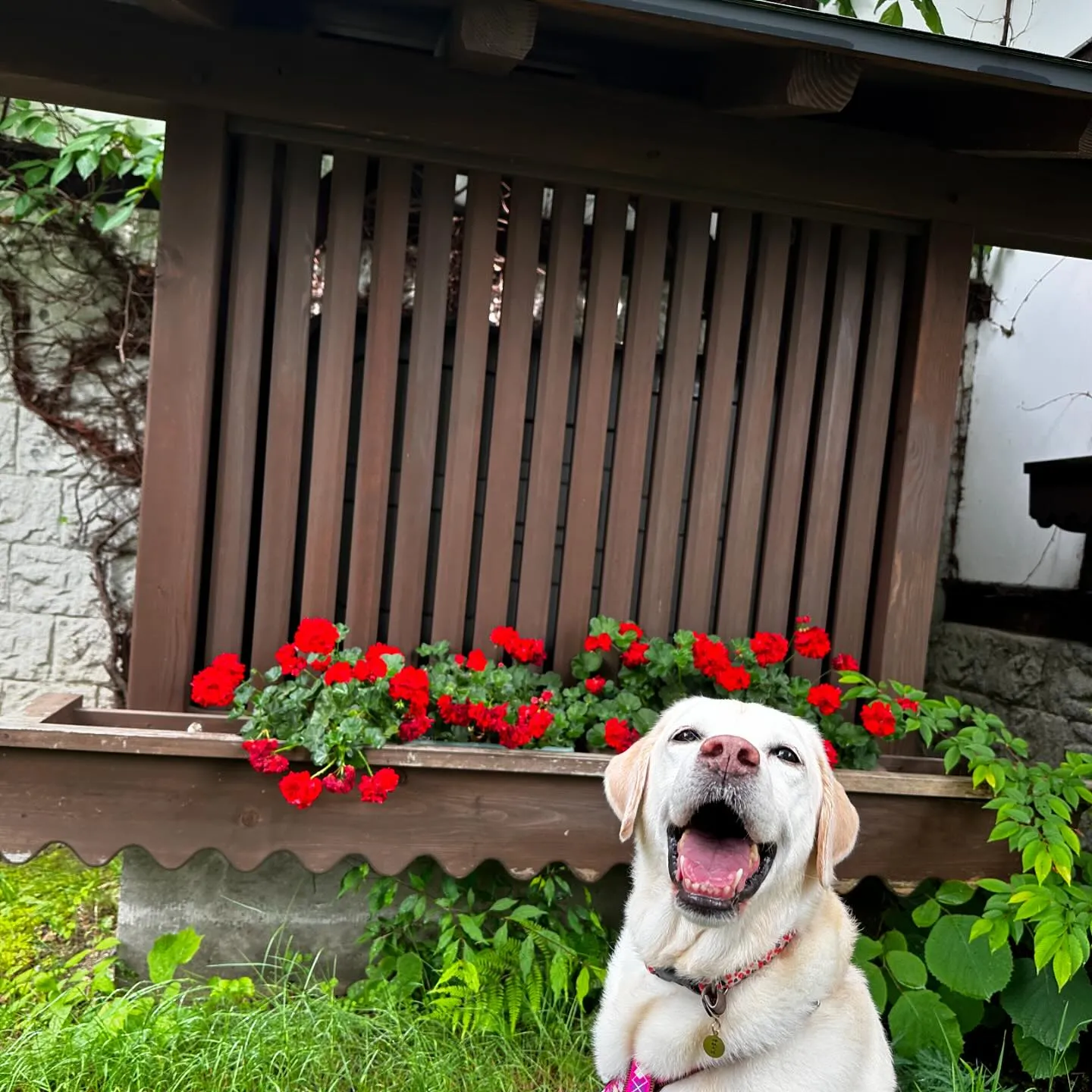 7月にスタッフ犬のなつを連れて旅行に行った時の動画第一弾をY...