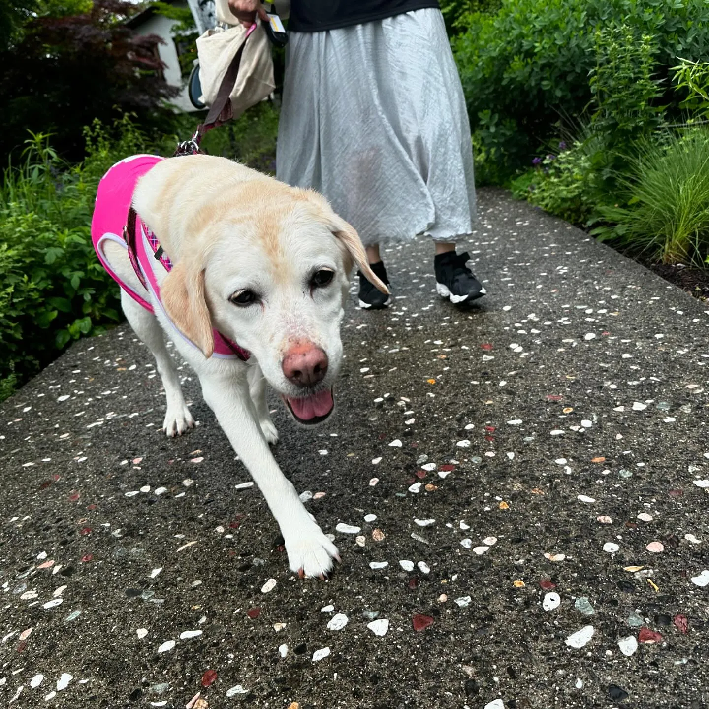 7月にスタッフ犬のなつを連れて旅行に行った時の動画第一弾をY...