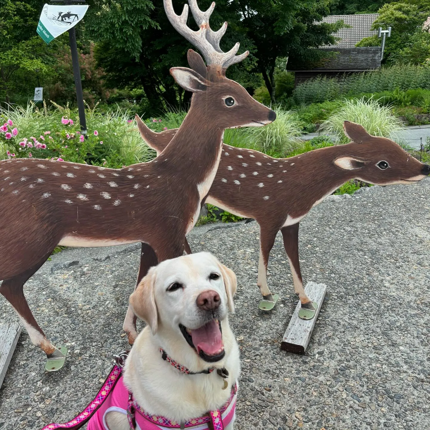 7月にスタッフ犬のなつを連れて旅行に行った時の動画第一弾をY...