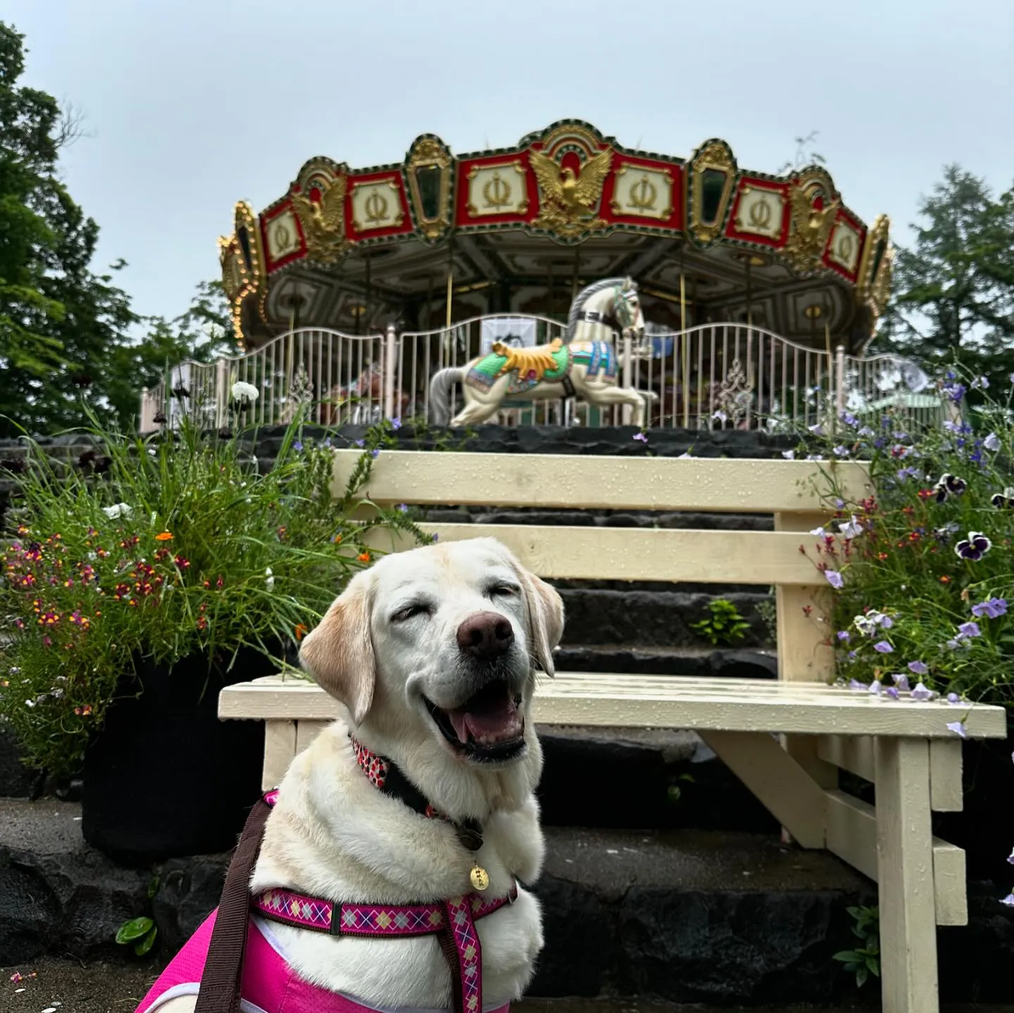 7月にスタッフ犬のなつを連れて旅行に行った時の動画第一弾をY...