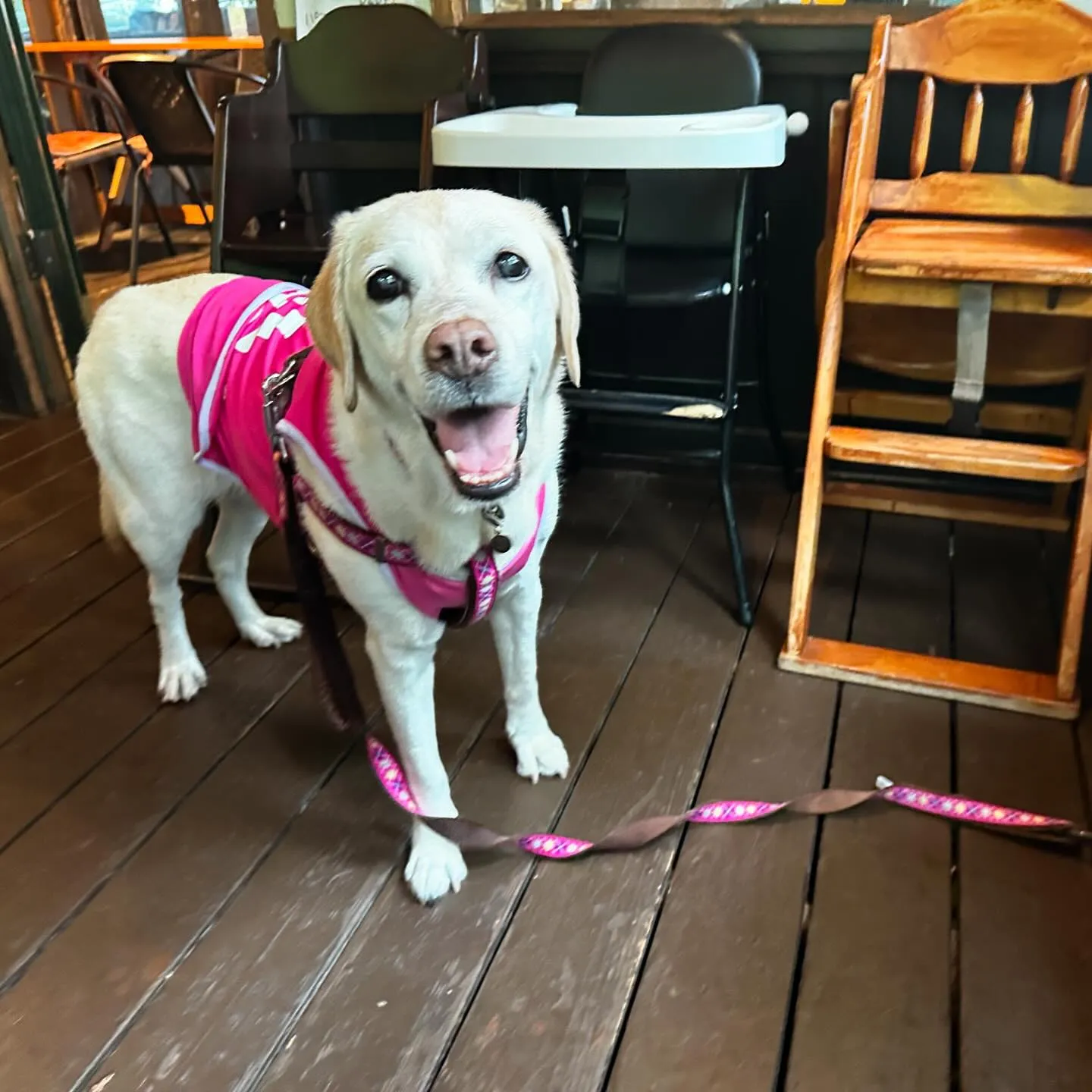 7月にスタッフ犬のなつを連れて旅行に行った時の動画第一弾をY...