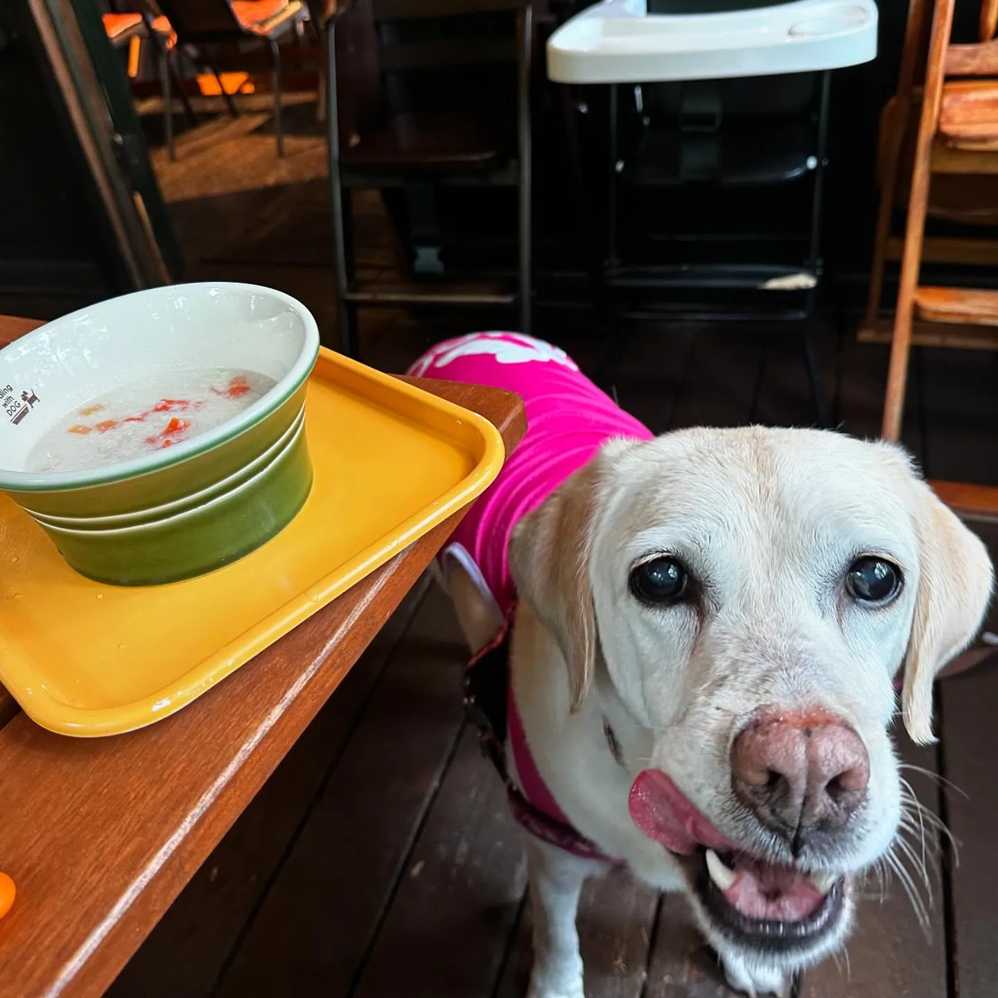 7月にスタッフ犬のなつを連れて旅行に行った時の動画第一弾をY...