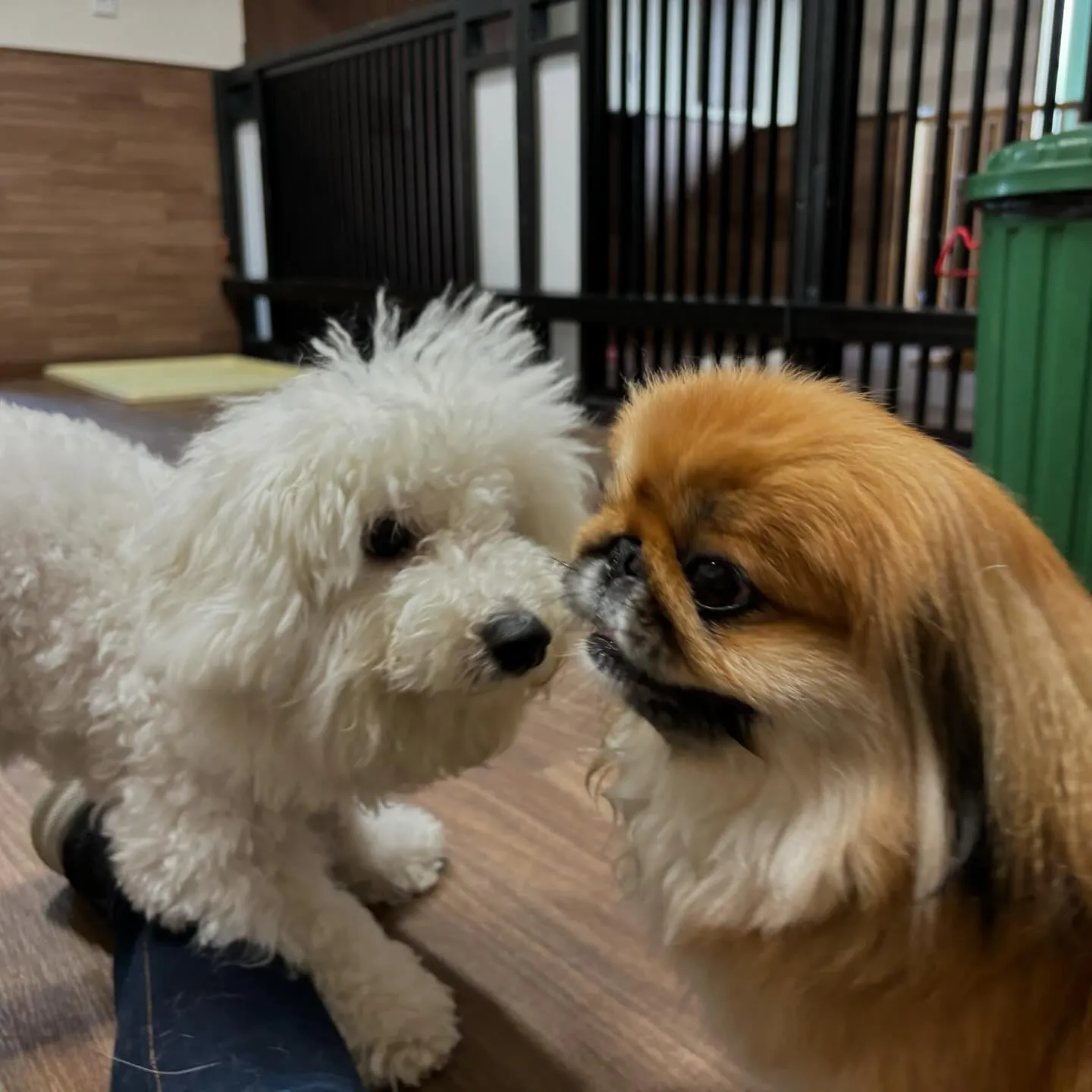 入会してくれたビビちゃんとティナちゃんです💖