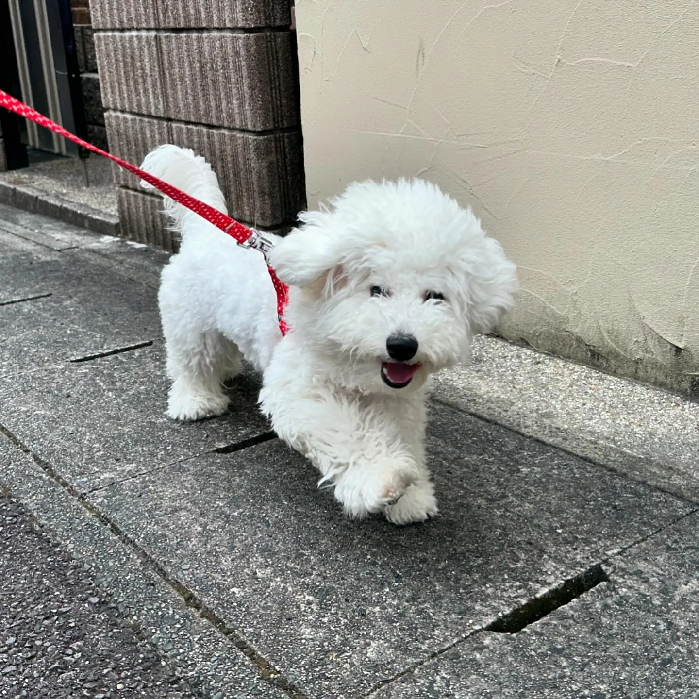 入会してくれたビビちゃんとティナちゃんです💖