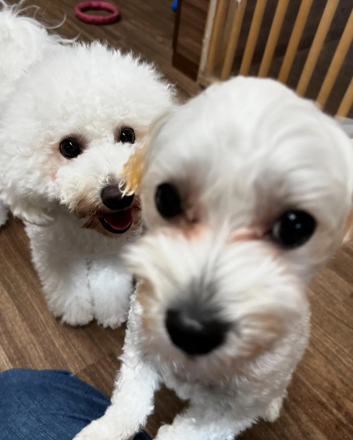 今日はピンちゃんのお誕生日でした🎂