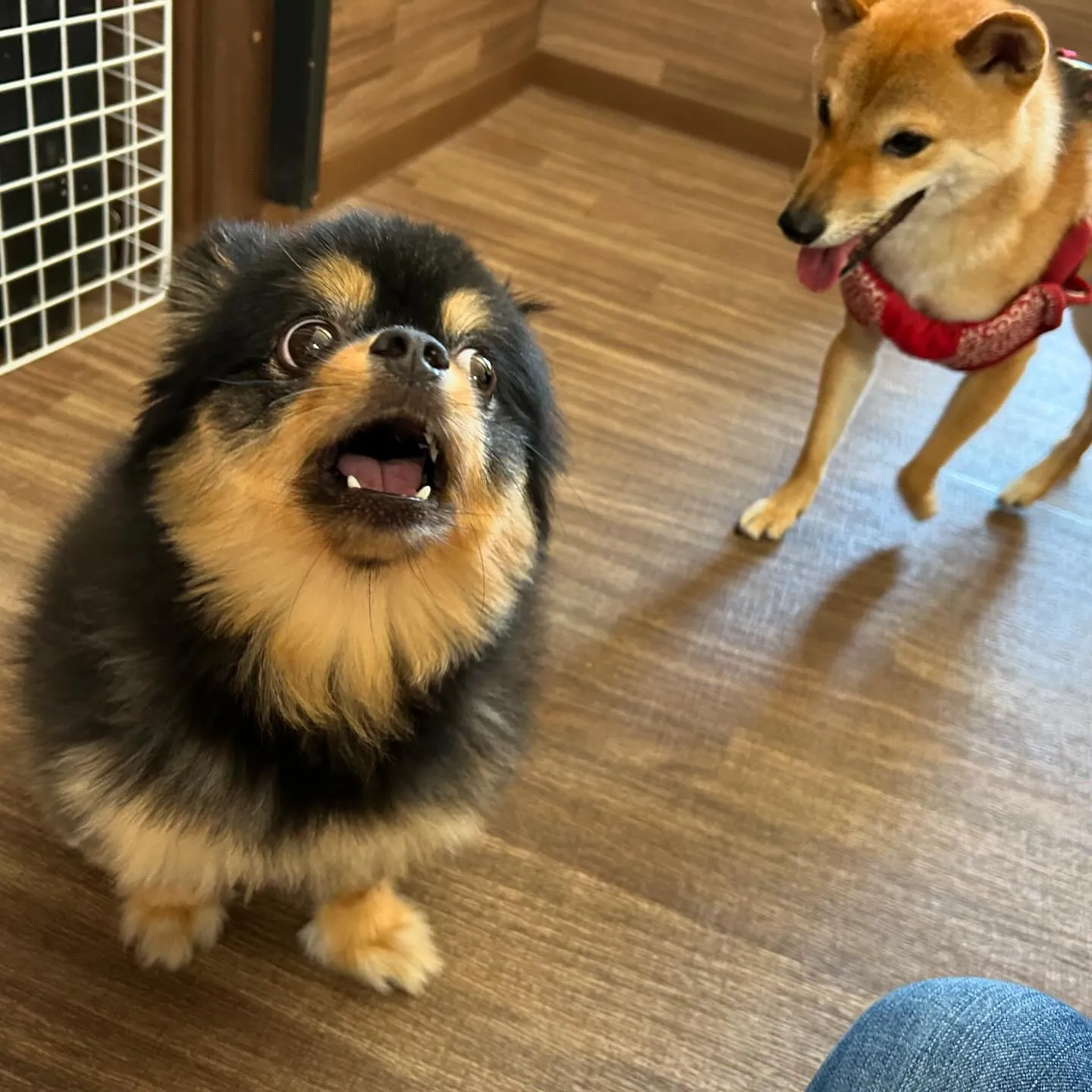 入会してくれたくるみちゃんと銀次くんです🌼