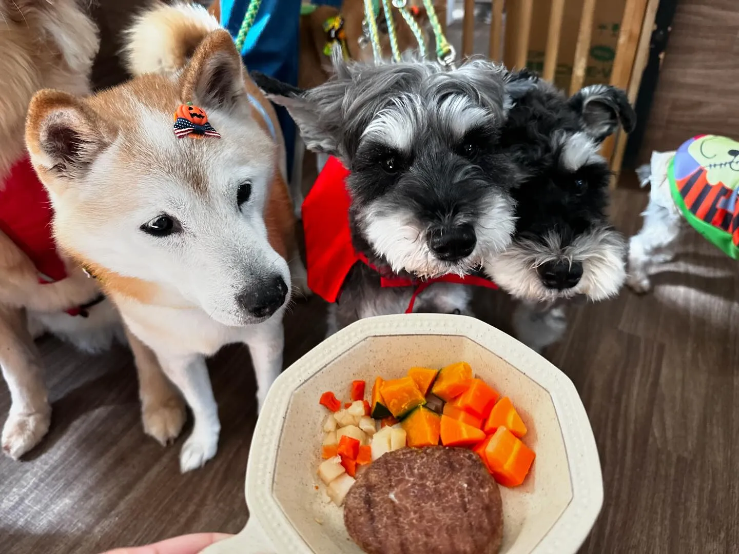 今日はハロウィンイベント開催日でした🎃🎶