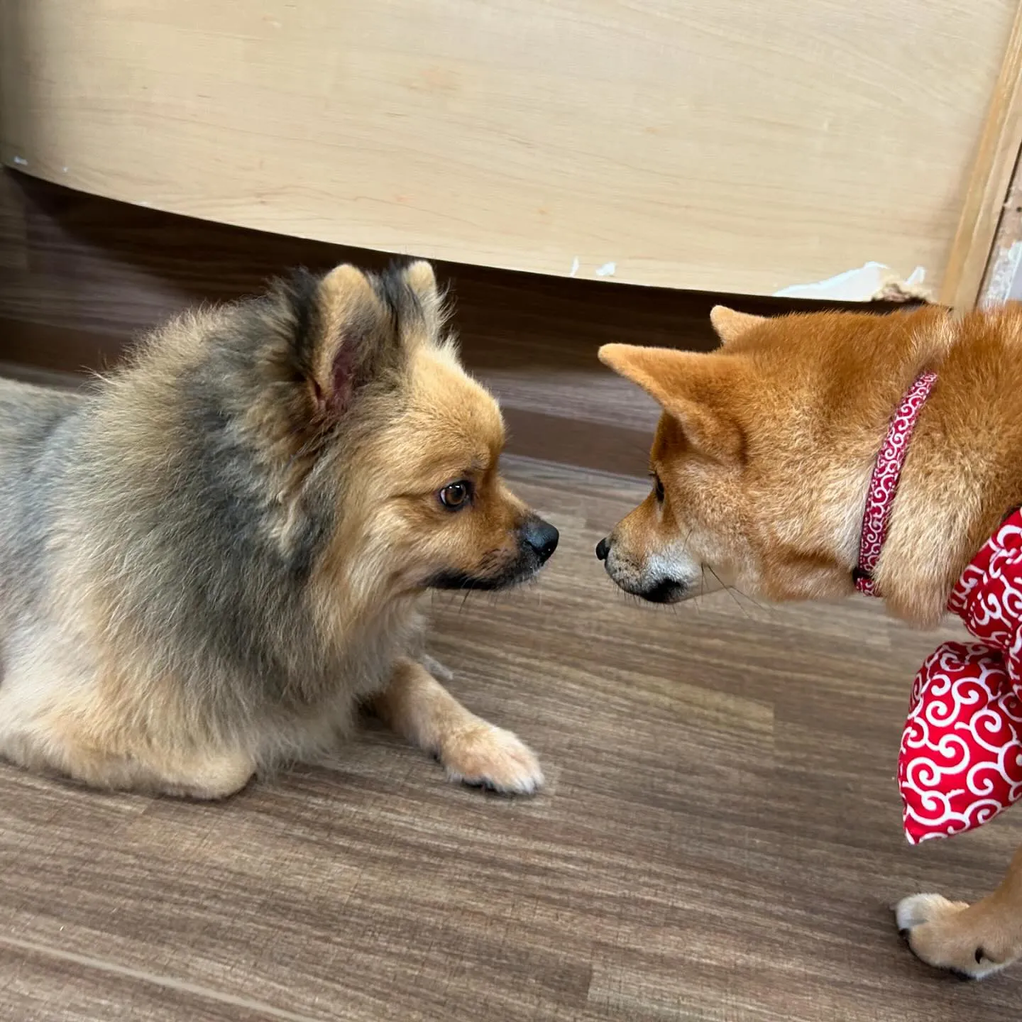 ロングお泊まりしてくれていた夢くん🐾