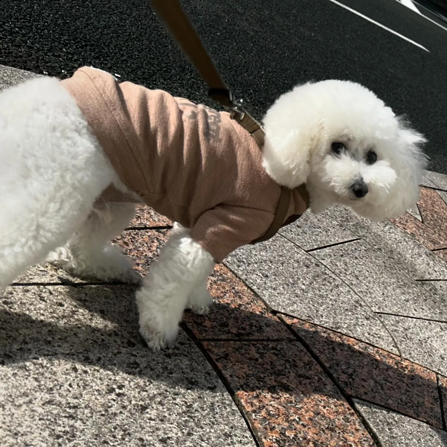 昨日はレオンくんと学校のお仕事行ってました🏫