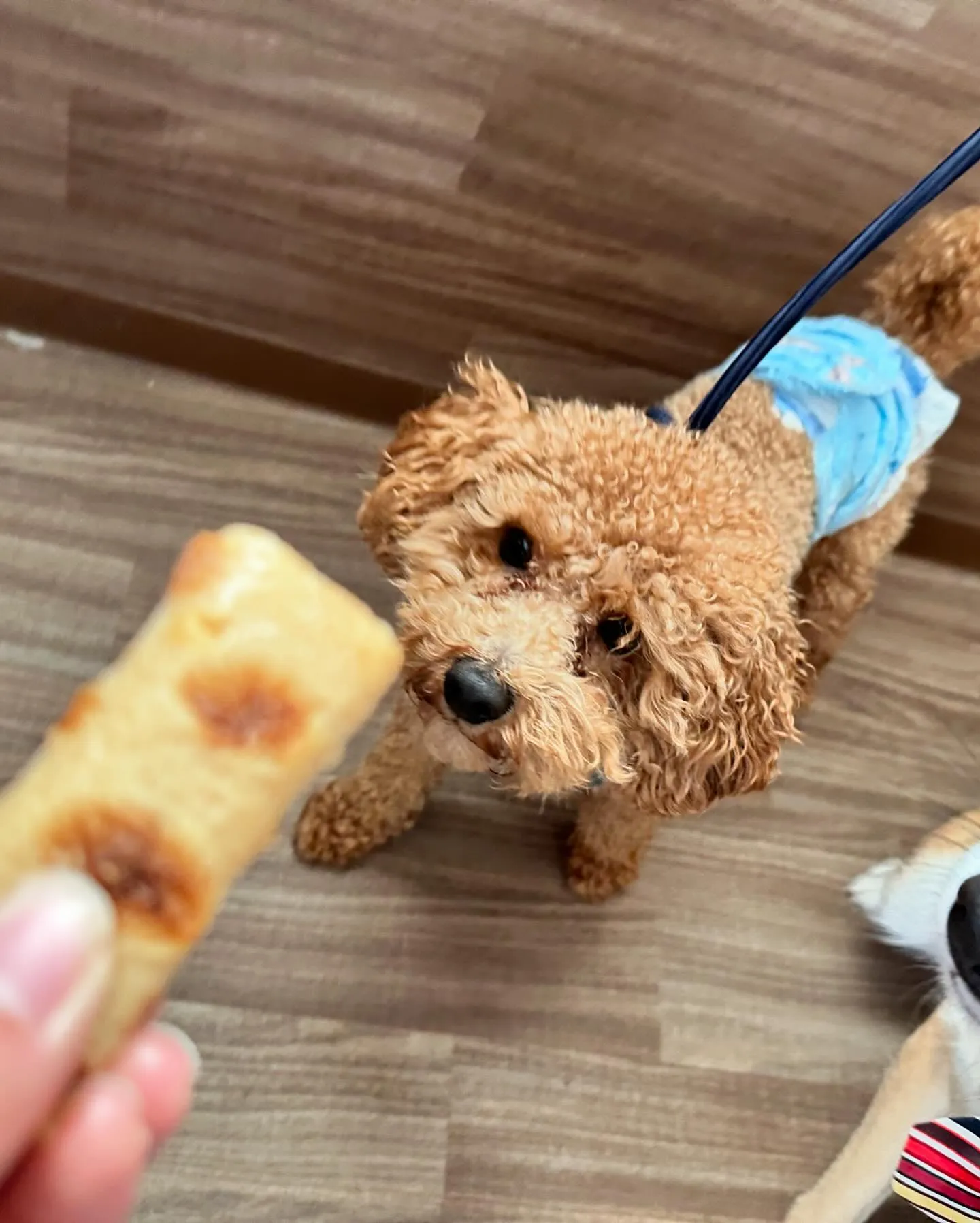 1月の営業カレンダーです🐾