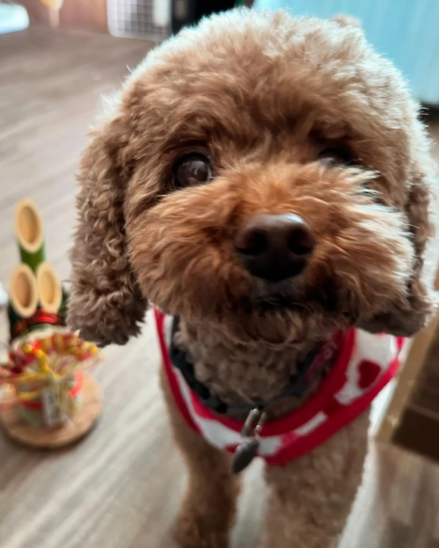 1月の営業カレンダーです🐾