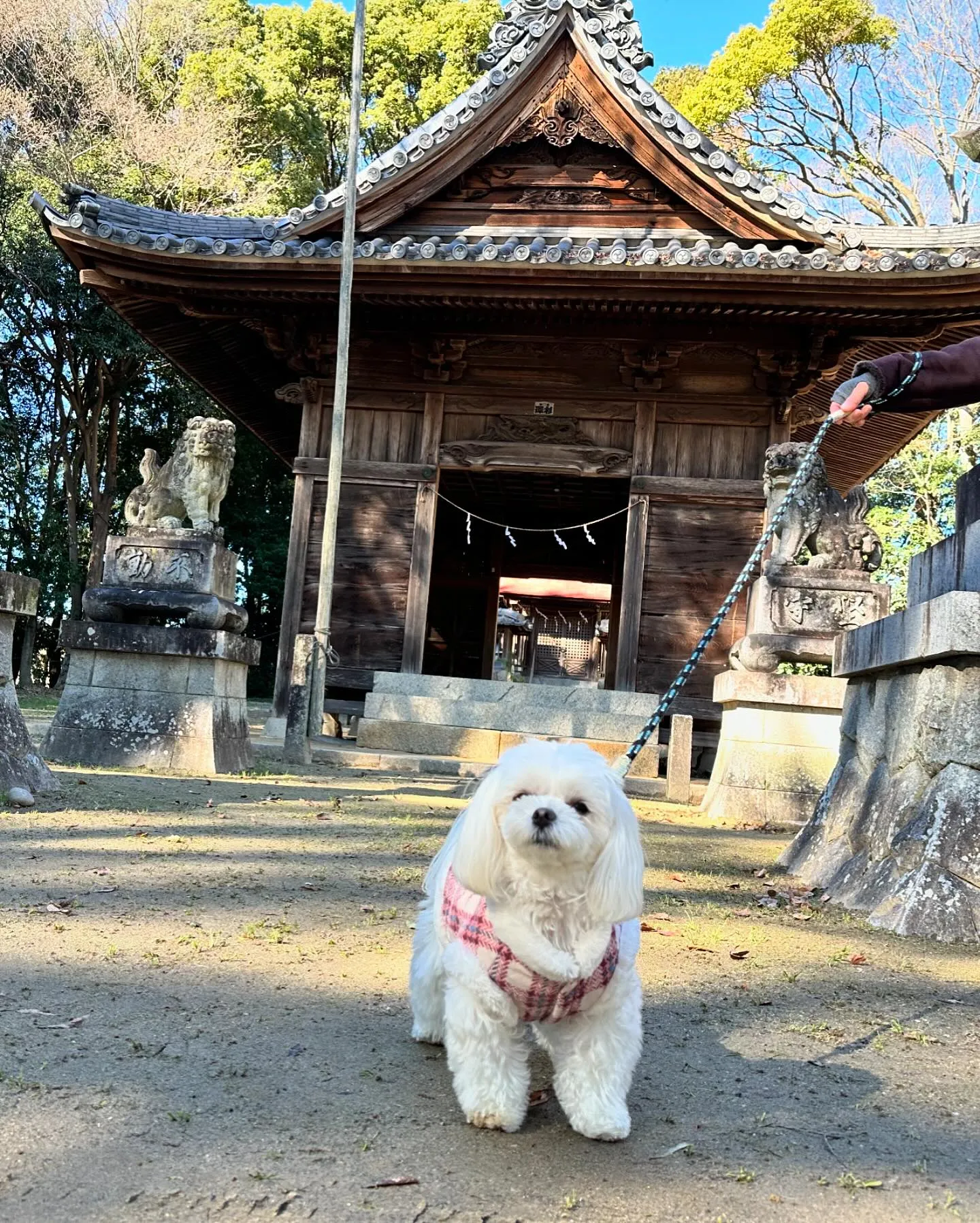 1月の営業カレンダーです🐾