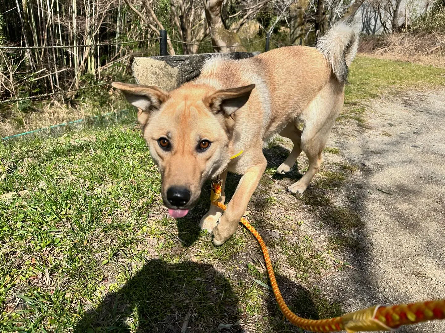 入会してくれたまるくんです😊