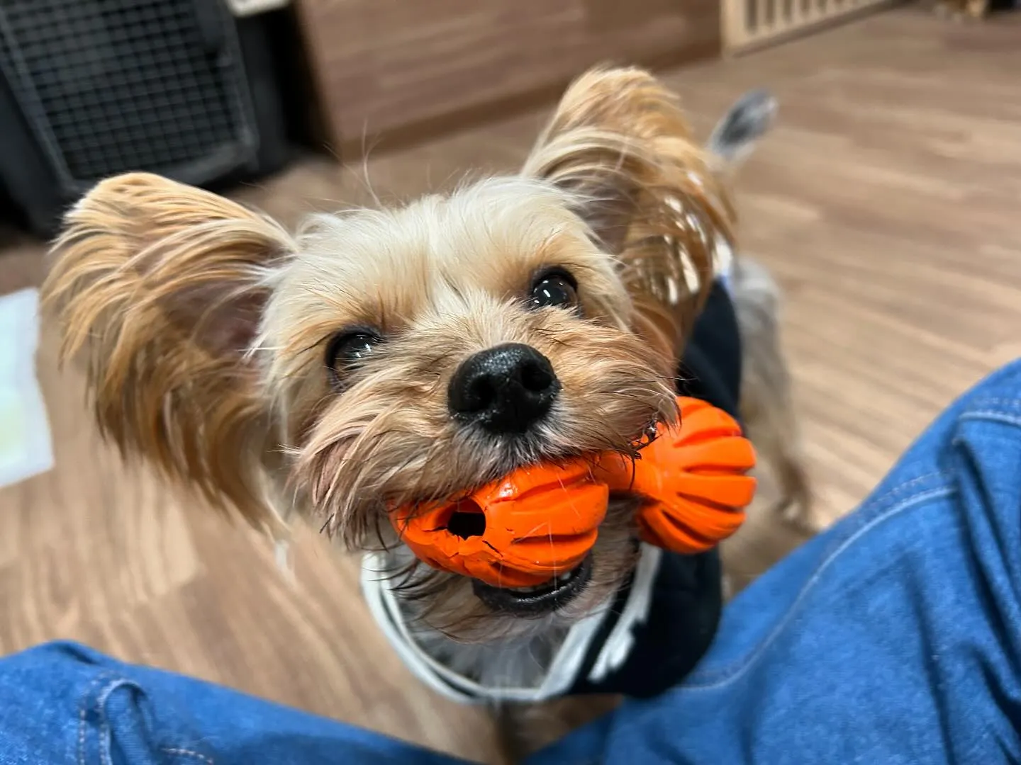 年末年始のお泊まりの空き状況についてご案内です🐾