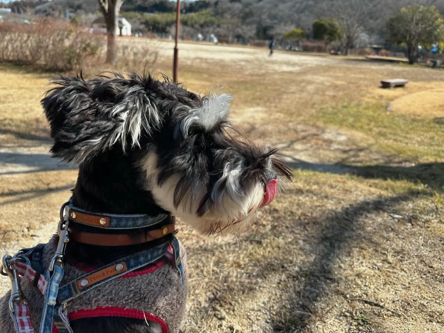 年末年始のお泊まりの空き状況についてご案内です🐾