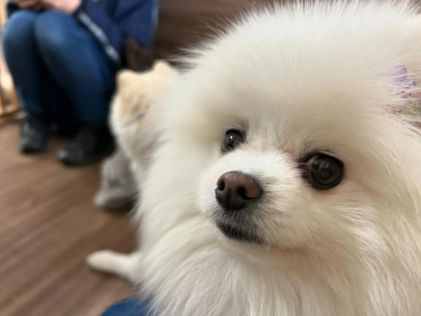 年末年始のお泊まりの空き状況についてご案内です🐾