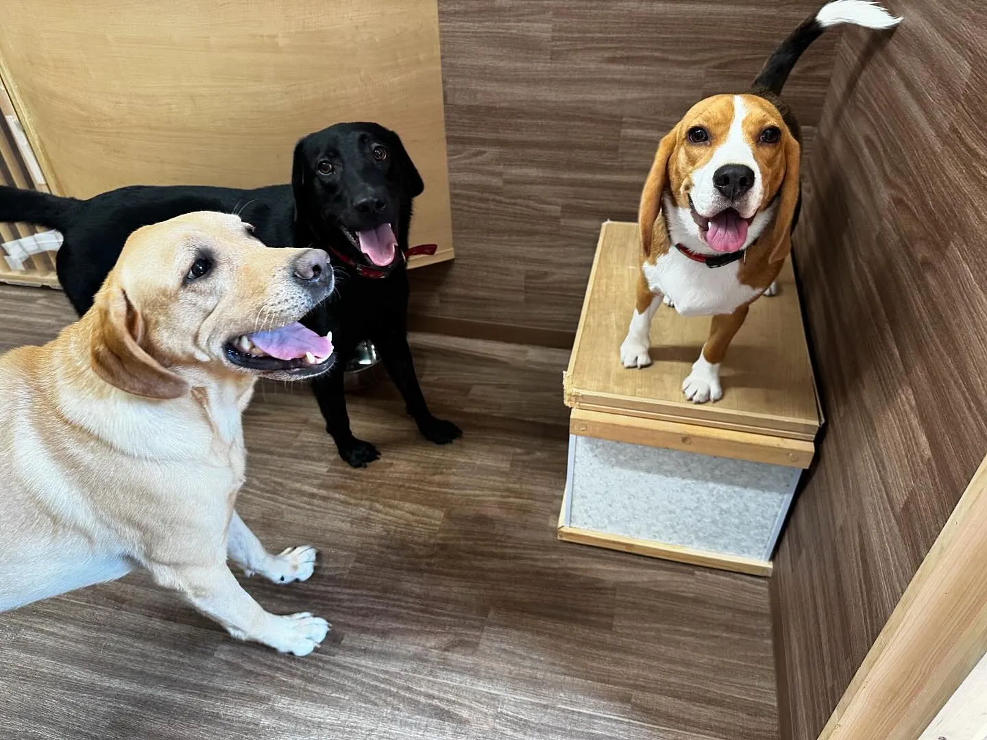 年末年始のお泊まりの空き状況についてご案内です🐾