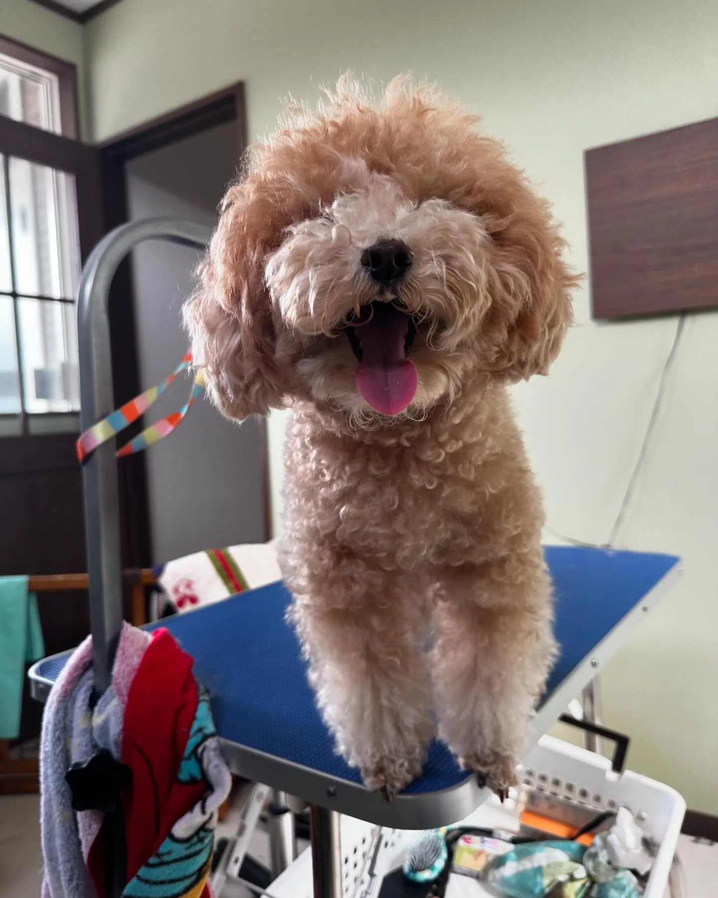 トリミングのセットメニューをご利用頂いたわんこたちです🎶