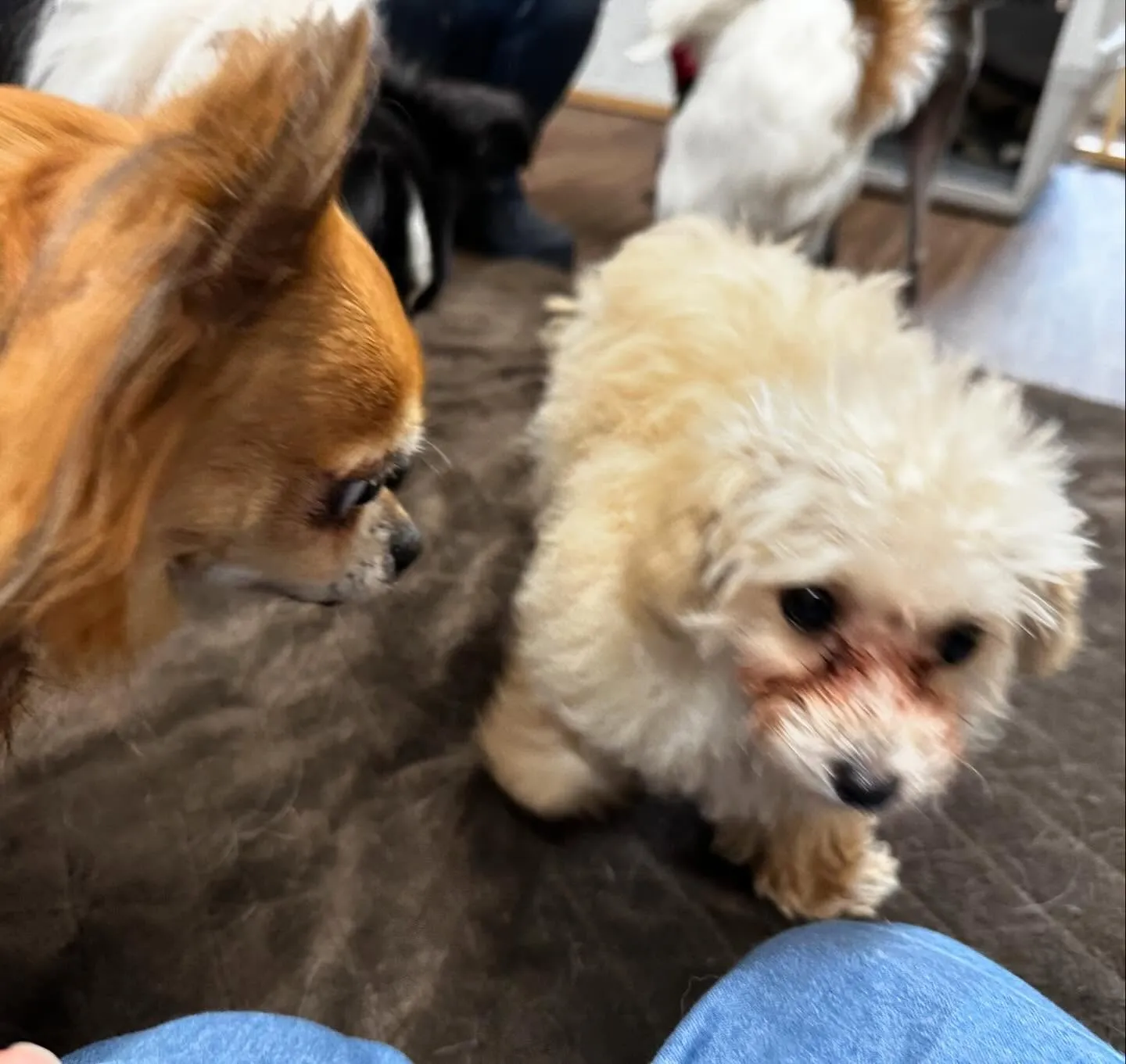 入会してくれたぺぺまるちゃんです🎶