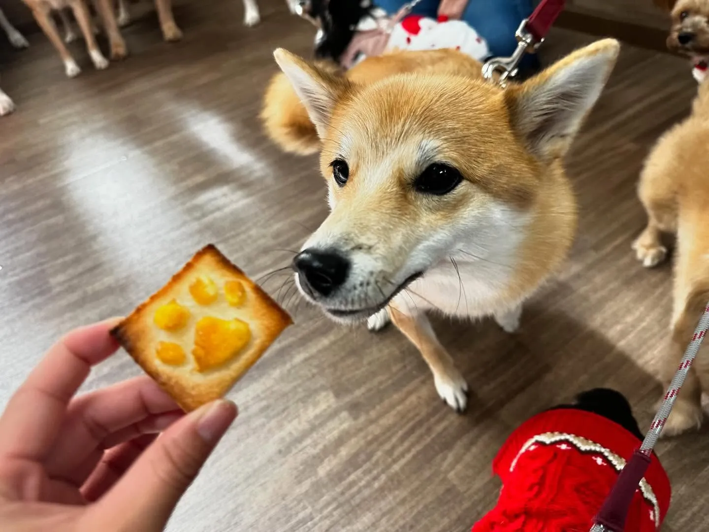 今日はクリスマスイベント開催日でした🎅🎄