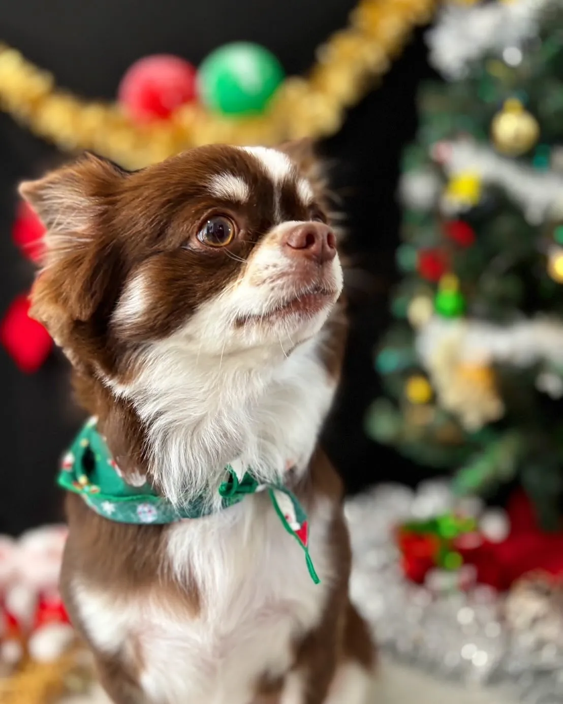 トリミングのセットメニューをご利用頂いたわんこたちです🐶