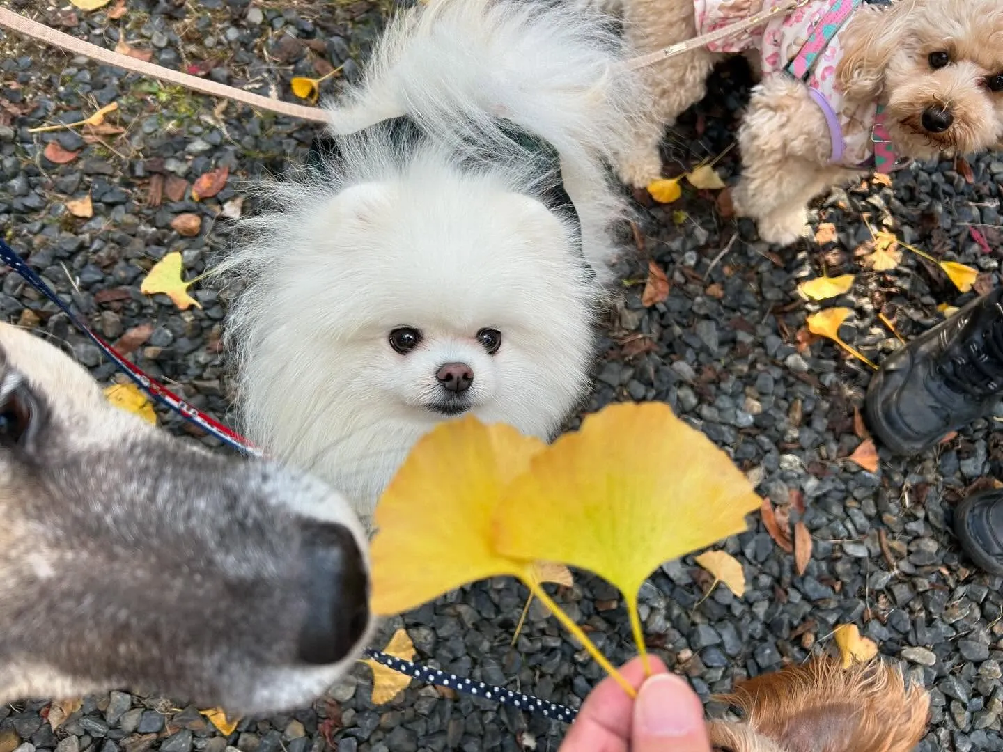 大変お待たせいたしました❣️