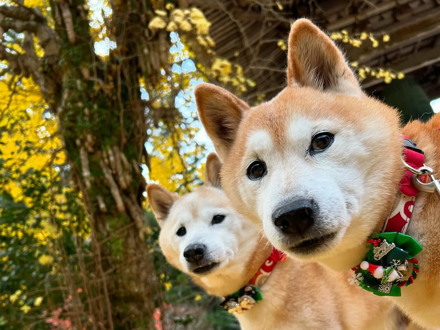 大変お待たせいたしました❣️